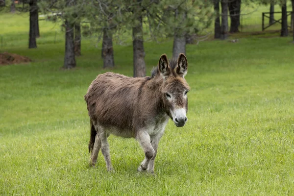 一头可爱的小驴在爱达荷州北部的草地上散步 — 图库照片