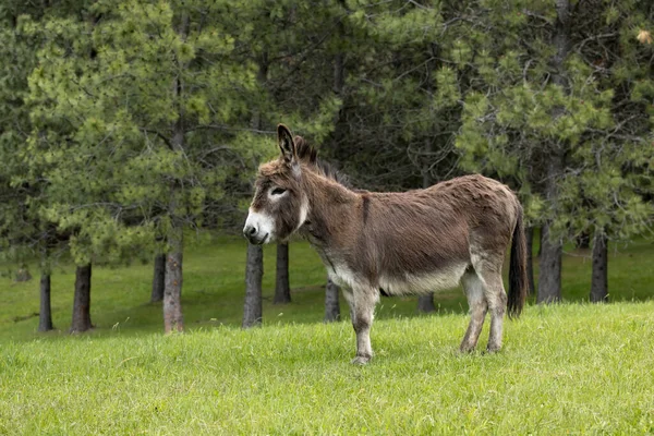 Side Profile Miniature Donkey Standing Grassy Field North Idaho — Stock Photo, Image