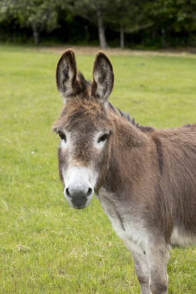 Retrato Burro Miniatura Norte Idaho — Fotografia de Stock