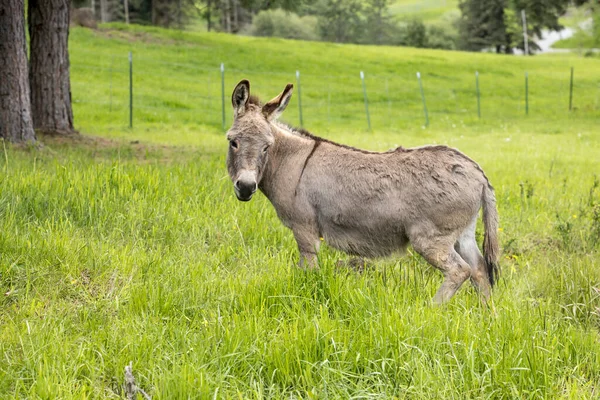 爱达荷州北部的草地上 站着一头可爱的小驴 — 图库照片