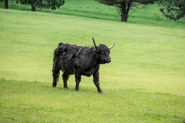 Une Vache Noire Des Hautes Terres Dans Une Prairie Verte — Photo