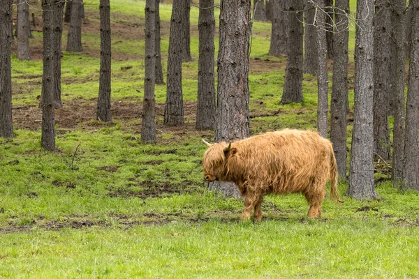 Une Vache Brune Des Hautes Terres Tient Dans Pâturage Vert — Photo