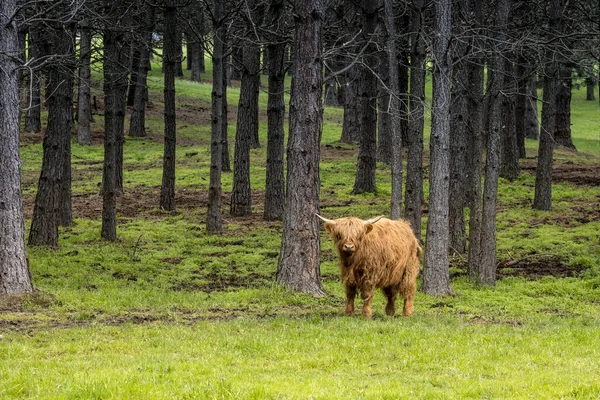 Brązowa Góralska Krowa Stoi Zielonym Pastwisku Obok Drzew Pobliżu Coeur — Zdjęcie stockowe
