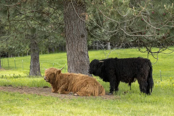 Deux Vaches Des Hautes Terres Reposent Près Arbre Dans Pâturage — Photo