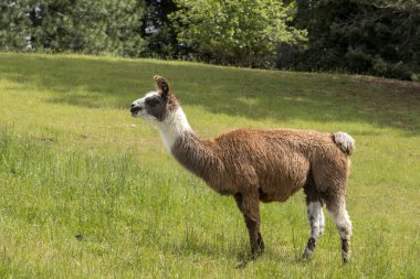 Kuzey Idaho 'da yeşil bir çayırda uzun bir Lama duruyor..