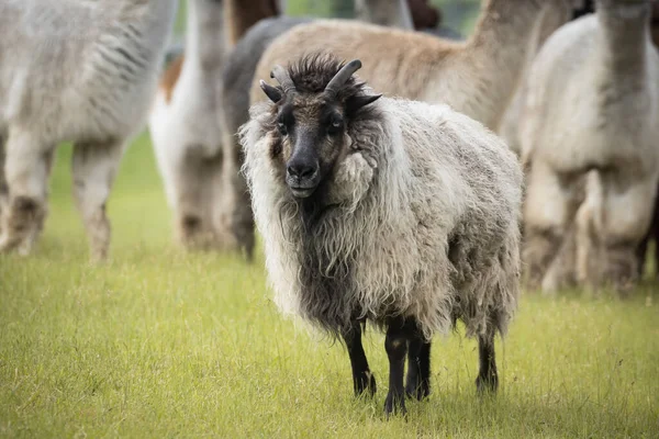 Una Oveja Icelándica Encuentra Campo Herboso Cerca Coeur Alene Idaho — Foto de Stock