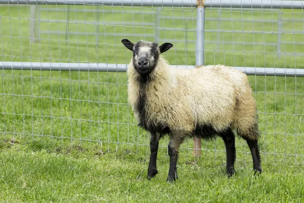 Icelandic Sheep Lamb Grass Coeur Alene Idaho — Stock Photo, Image