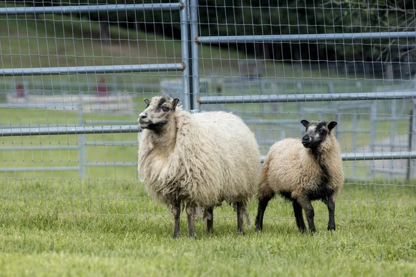 Moutons Islandais Femelles Agneau Près Coeur Alene Idaho — Photo