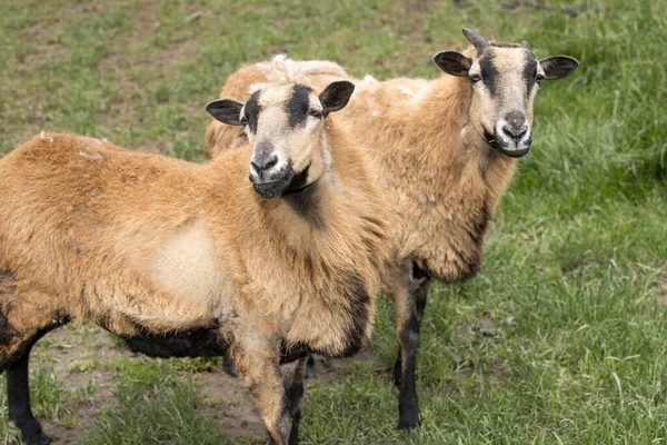 Couple Icelandic Sheep Grassy Pasture North Idaho — Stock Photo, Image