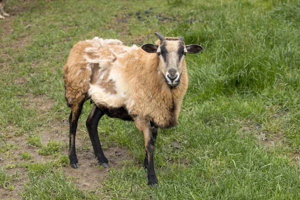 Een Ijsschaap Een Grazige Weide Het Noorden Van Idaho — Stockfoto