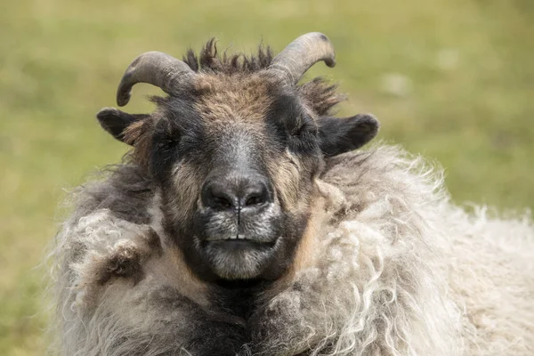 Close Portrait Icelandic Sheep North Idaho — Stock Photo, Image