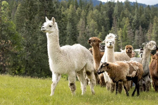 Alpacka Leder Grupp Andra Alpacas Och Får Betesmark — Stockfoto