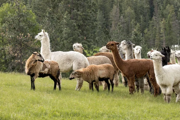 Een Ijslands Schaap Blikt Terug Groep Landbouwhuisdieren Het Noorden Van — Stockfoto