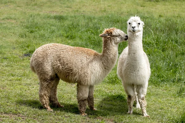 爱达荷州科勒德阿莱内附近的草场上 有两只羊驼站立着 — 图库照片