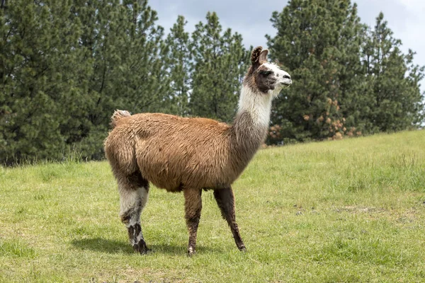 Egy Nagy Láma Áll Egy Füves Mezőn Észak Idahóban — Stock Fotó