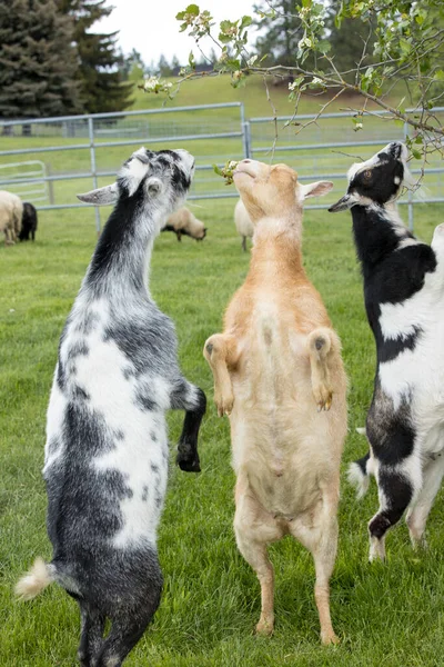 Las Cabras Paran Patas Traseras Para Comer Hojas Pequeño Árbol —  Fotos de Stock