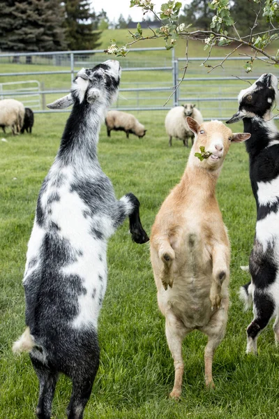 Las Cabras Paran Patas Traseras Para Comer Hojas Pequeño Árbol — Foto de Stock