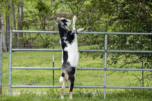 Las Cabras Paran Patas Traseras Para Comer Hojas Pequeño Árbol —  Fotos de Stock