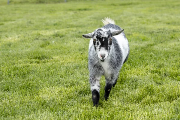 Cute Goat Walks Lush Green Grassy Pasture Coeur Alene Idaho — Stock Photo, Image