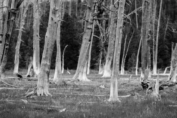 Sivár Fák Csoportjának Yellowstone Nemzeti Park Mezején — Stock Fotó