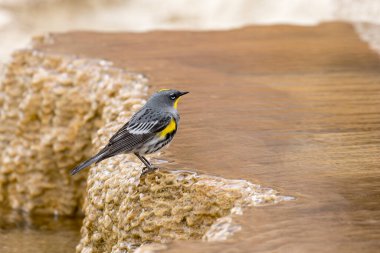A yellow rumped warbler is perched on a mineral deposit at Mammoth Hot Springs in Yellowstone National Park. clipart