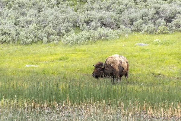 黄石公园北部的一只野牛正在吃草 — 图库照片