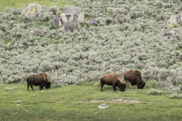 Trzy Bizony Pasą Trawę Północnej Części Parku Narodowego Yellowstone — Zdjęcie stockowe