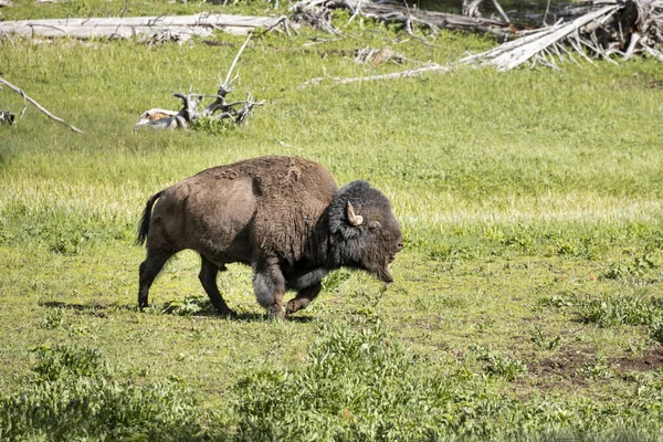 Bison Walks Field Yellowstone National Park — Stock Photo, Image