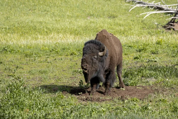 Bizon Wciąga Robi Zamieszanie Parku Narodowym Yellowstone — Zdjęcie stockowe
