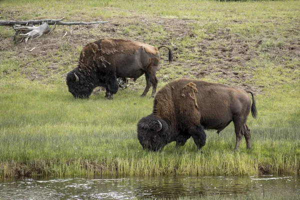 Two Bison Graze Grass Central Part Yellowstone National Park — Stock Photo, Image