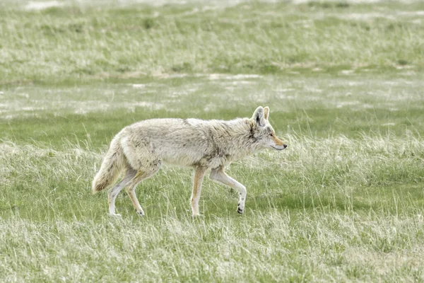 Coyote Solitaire Promène Dans Champ Herbeux Parc National Yellowstone — Photo