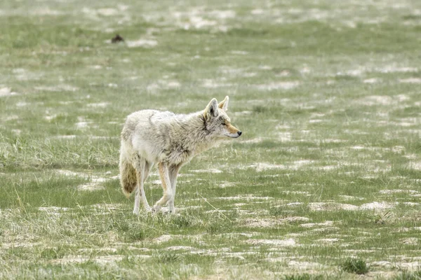 Coyote Solitaire Promène Dans Champ Herbeux Parc National Yellowstone — Photo
