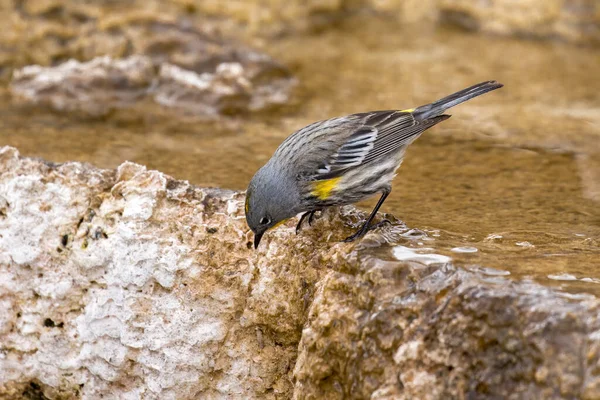 Yellow Rumped Warbler Perched Mineral Deposit Mammoth Hot Springs Yellowstone — Stock Photo, Image