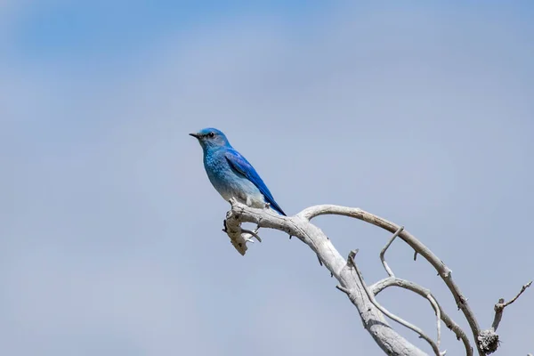 Uroczy Górski Bluebird Usiadł Jałowej Kończynie Drzewa Yellowstone National Park — Zdjęcie stockowe