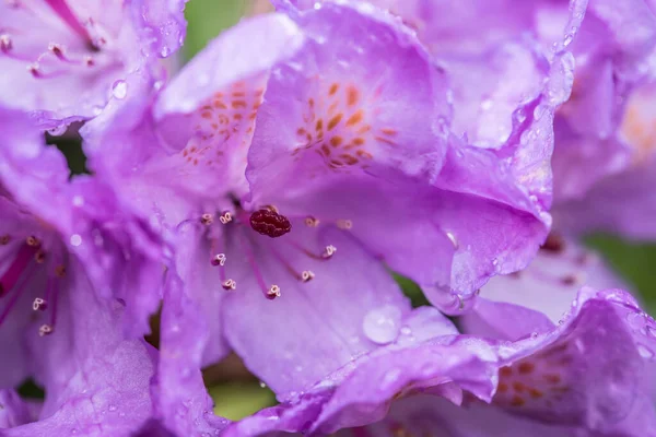 Bahar Yağmurundan Sonra Islak Bir Azalea Çiçeğine Yakın Bir Makro — Stok fotoğraf