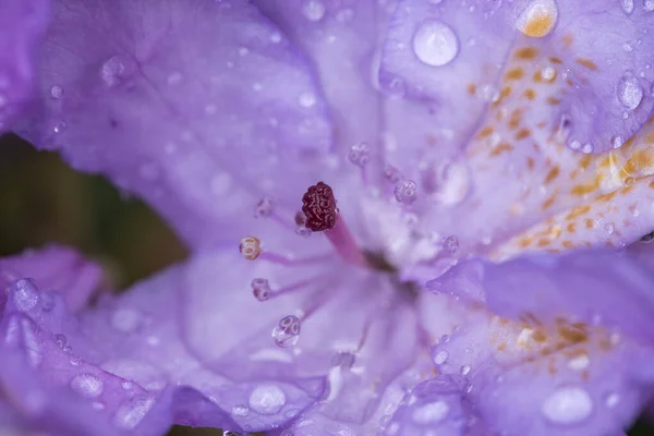 Eine Makro Nahaufnahme Einer Nassen Azaleen Blume Nach Einem Frühjahrsregen — Stockfoto