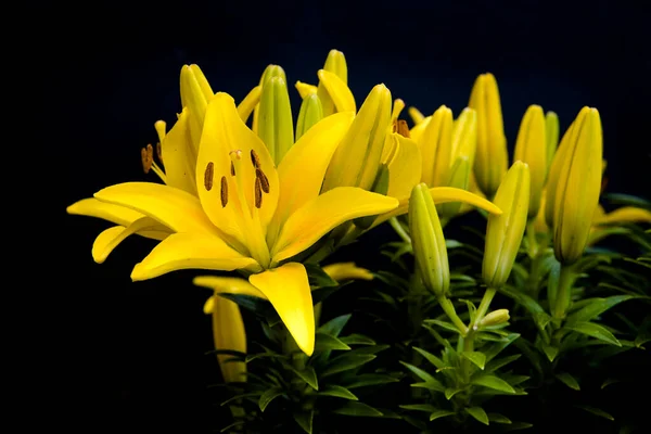 Close Yellow Day Lilies Garden Black Background Added — Stock Photo, Image