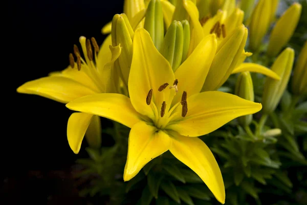Close Yellow Day Lilies Garden Black Background Added — Stock Photo, Image