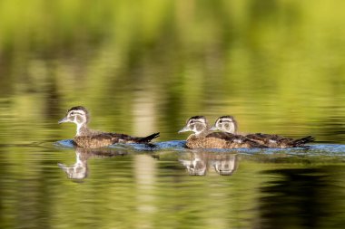 Orman ördeği yavruları Kuzey Idaho 'da küçük bir gölde suda yüzerler..