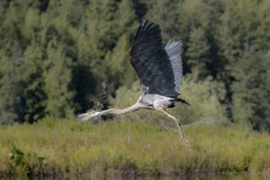 Kuzey Idaho 'da büyük bir mavi balıkçıl, suyun hemen üstünde alçaktan uçar..