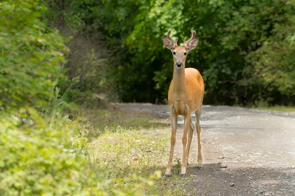 Een Witte Staartbok Met Fluwelen Gewei Het Noorden Van Idaho — Stockfoto