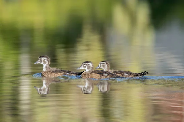 在爱达荷州北部的一个小湖中 木制鸭小鸡在水里游来游去 — 图库照片