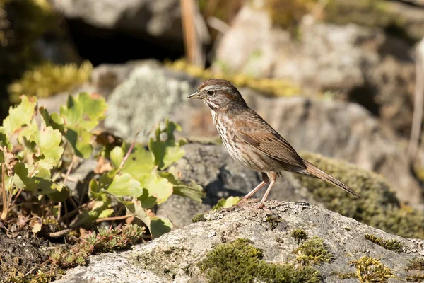 Song Sparrow Perched Rock North Idaho — Stock Photo, Image