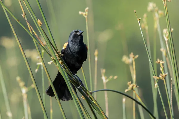 Pájaro Negro Alado Rojo Está Posado Una Caña Área Humedales — Foto de Stock