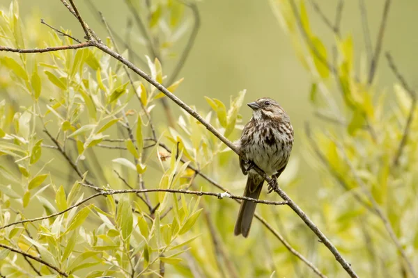 Cute Song Sparrow Perched Small Branch North Idaho — Stock Photo, Image