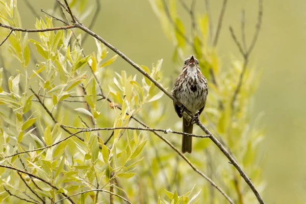 Moineau Chanteur Perché Sur Une Brindille Appelle Dans Nord Idaho — Photo