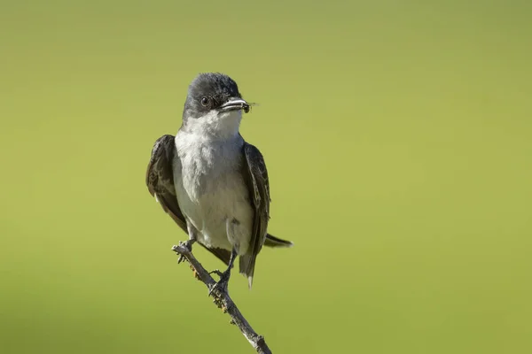 Wschodni Ptak Siedzący Gałązce Wschodnim Waszyngtonie Owada Dziobie — Zdjęcie stockowe