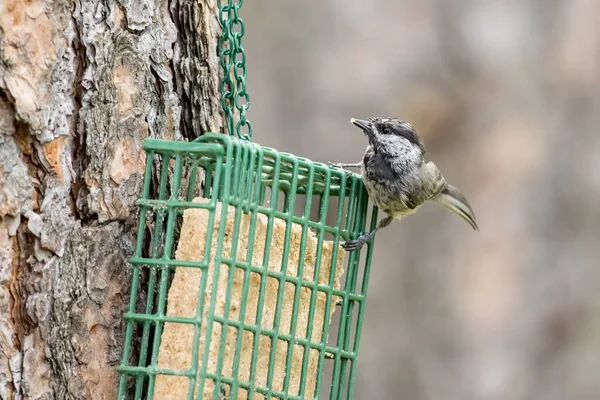 Une Jolie Mésange Montagne Nourrit Cage Sucrière Dans Idaho — Photo