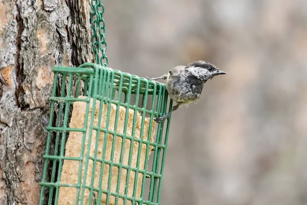 Cute Mountain Chickadee Feeds Suet Cage Idaho — Stock Photo, Image