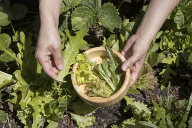 Yapraklı yeşil marul toplayıp bir kaseye koyuyorlar..